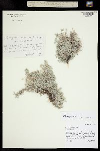 Image of Orophaca sericea