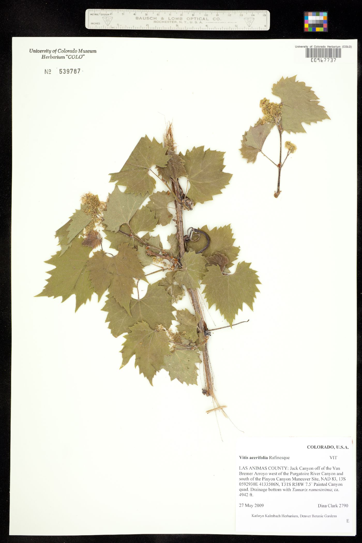 Vitis acerifolia image