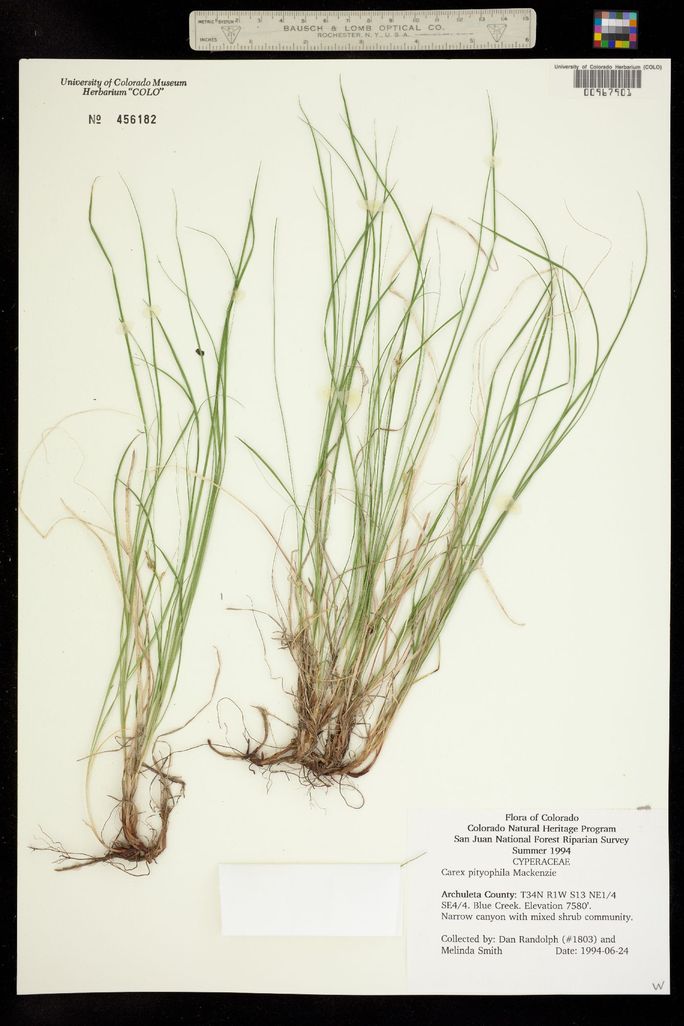 Carex pityophila image