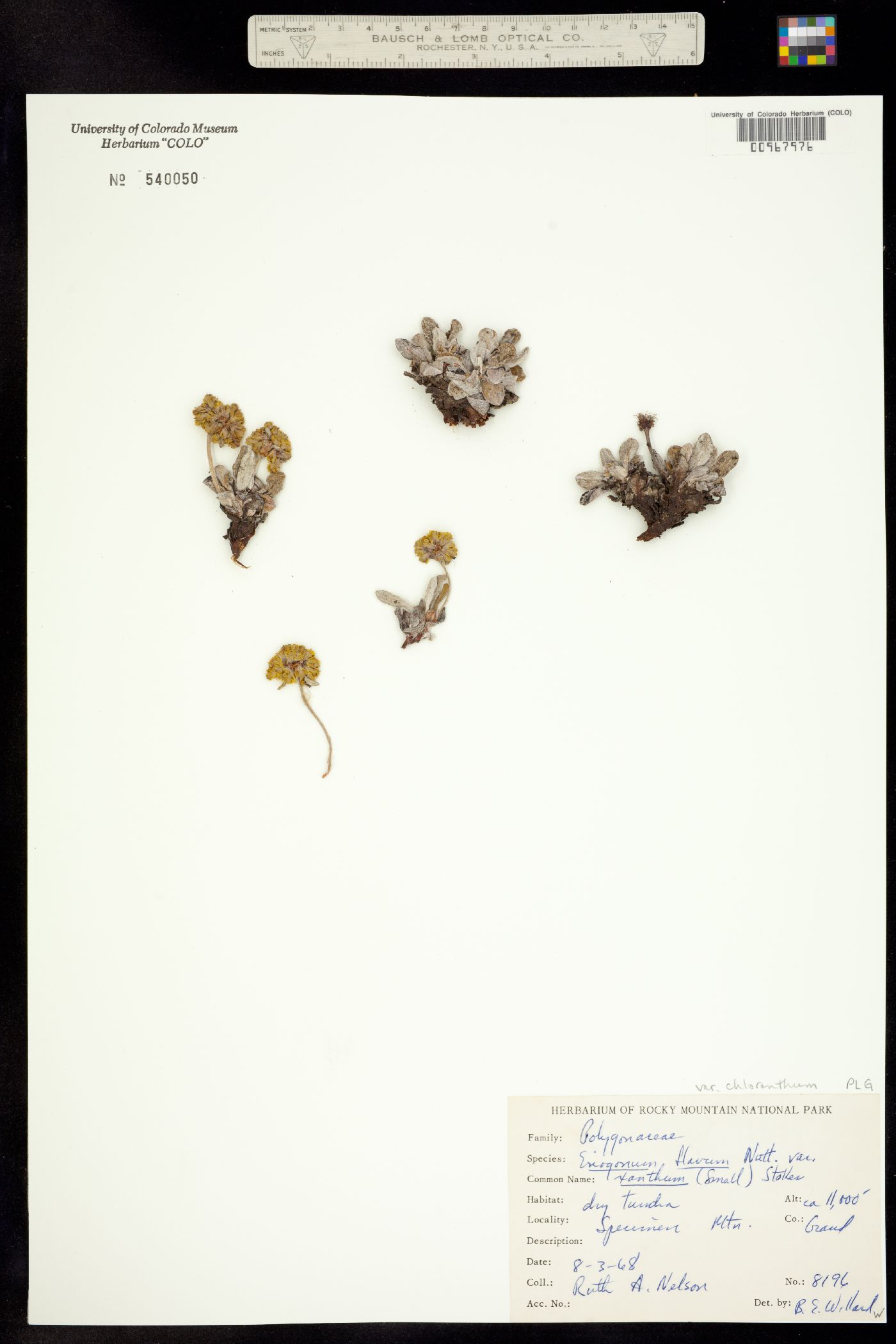 Eriogonum flavum subsp. chloranthum image