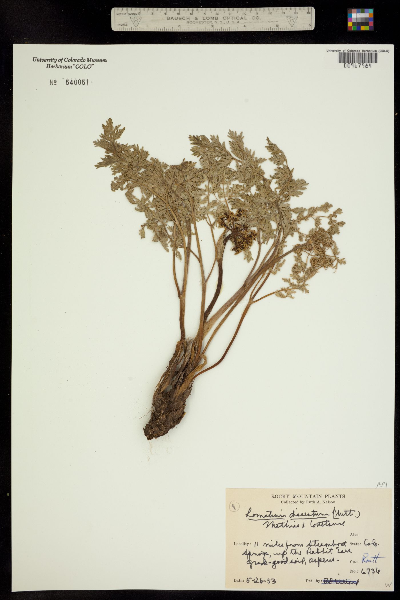 Lomatium dissectum image