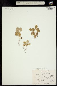 Cylactis arctica subsp. acaulis image