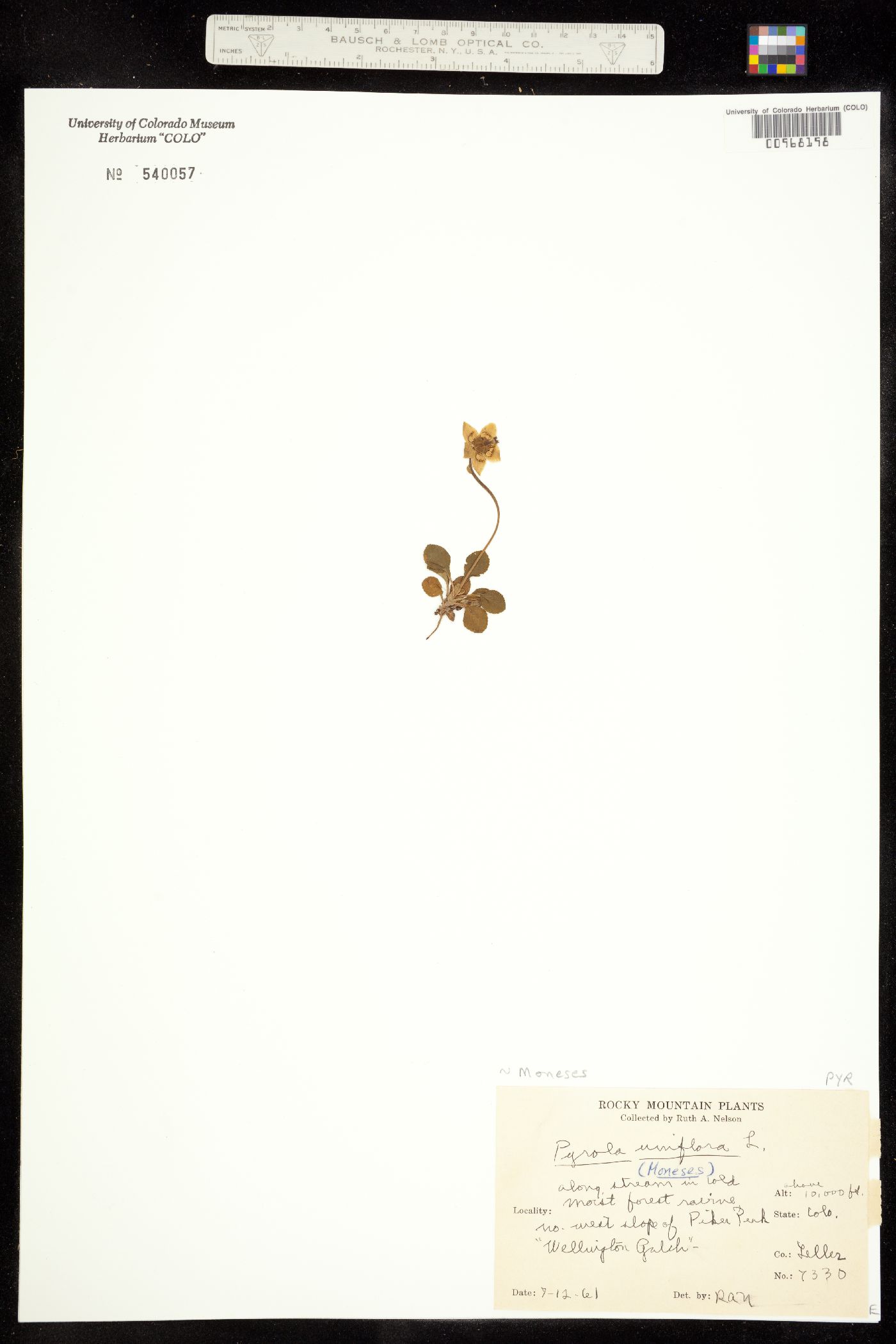 Moneses image