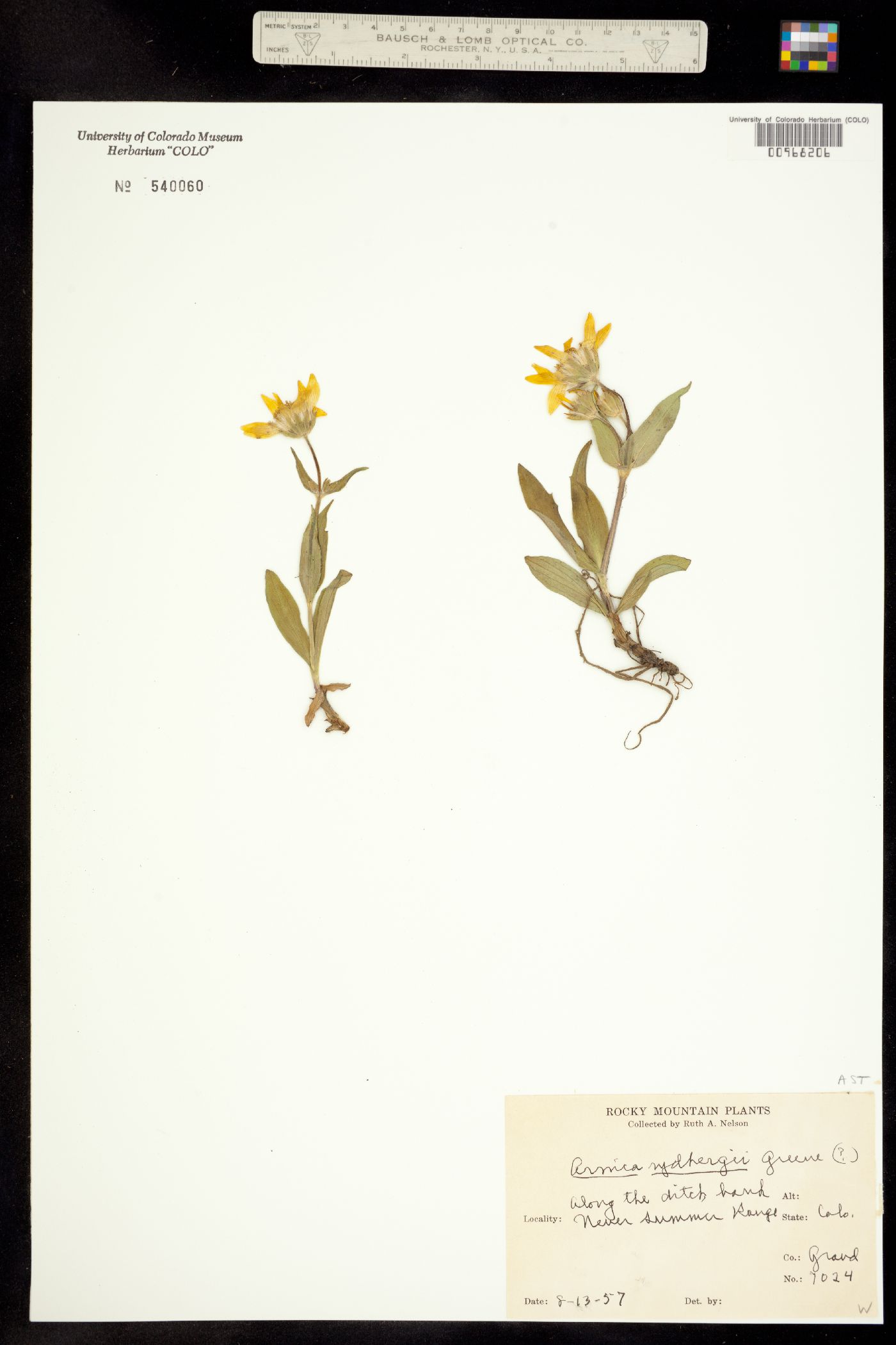 Arnica rydbergii image