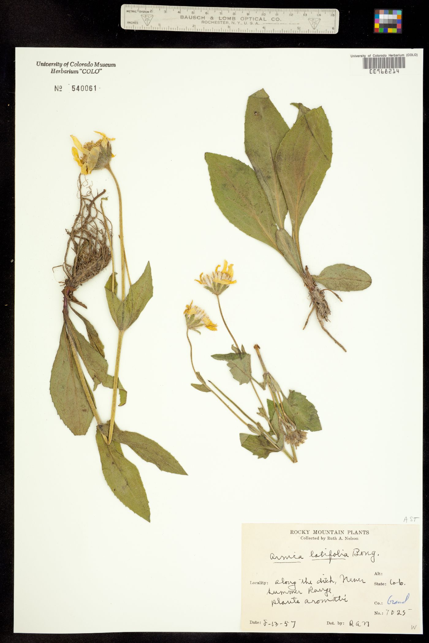 Arnica latifolia image