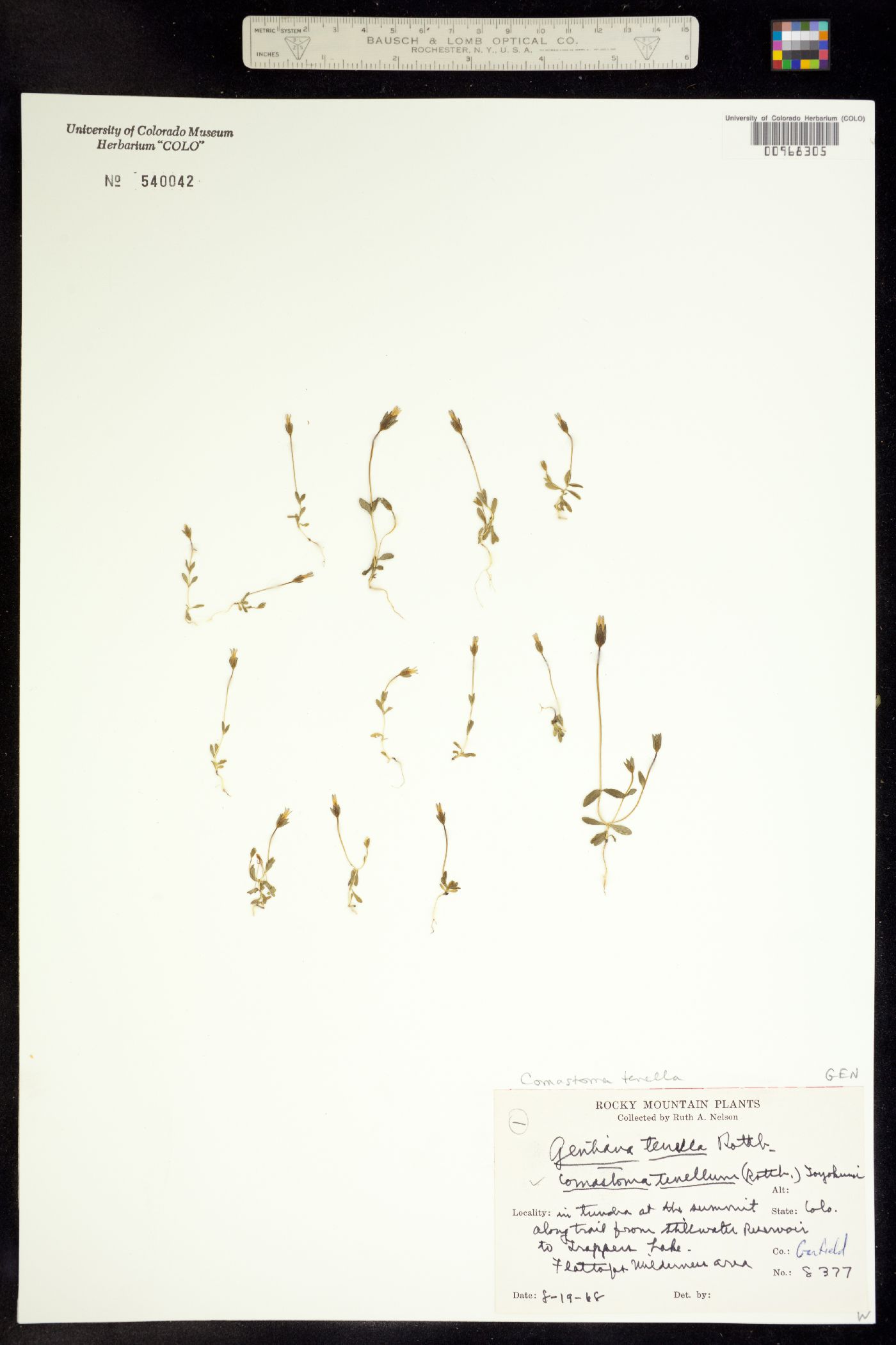 Comastoma tenellum image