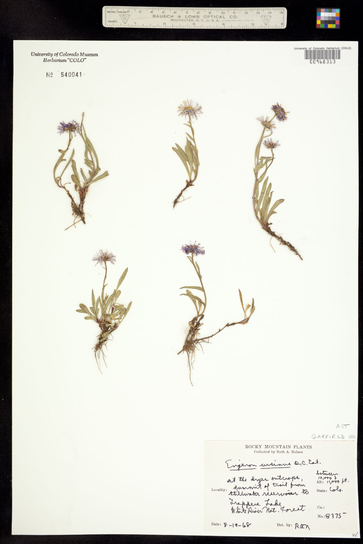 Erigeron ursinus image