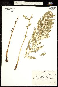 Athyrium distentifolium subsp. americanum image