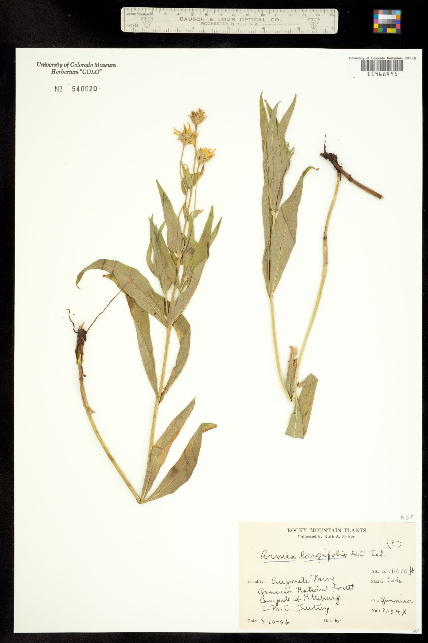Arnica longifolia image