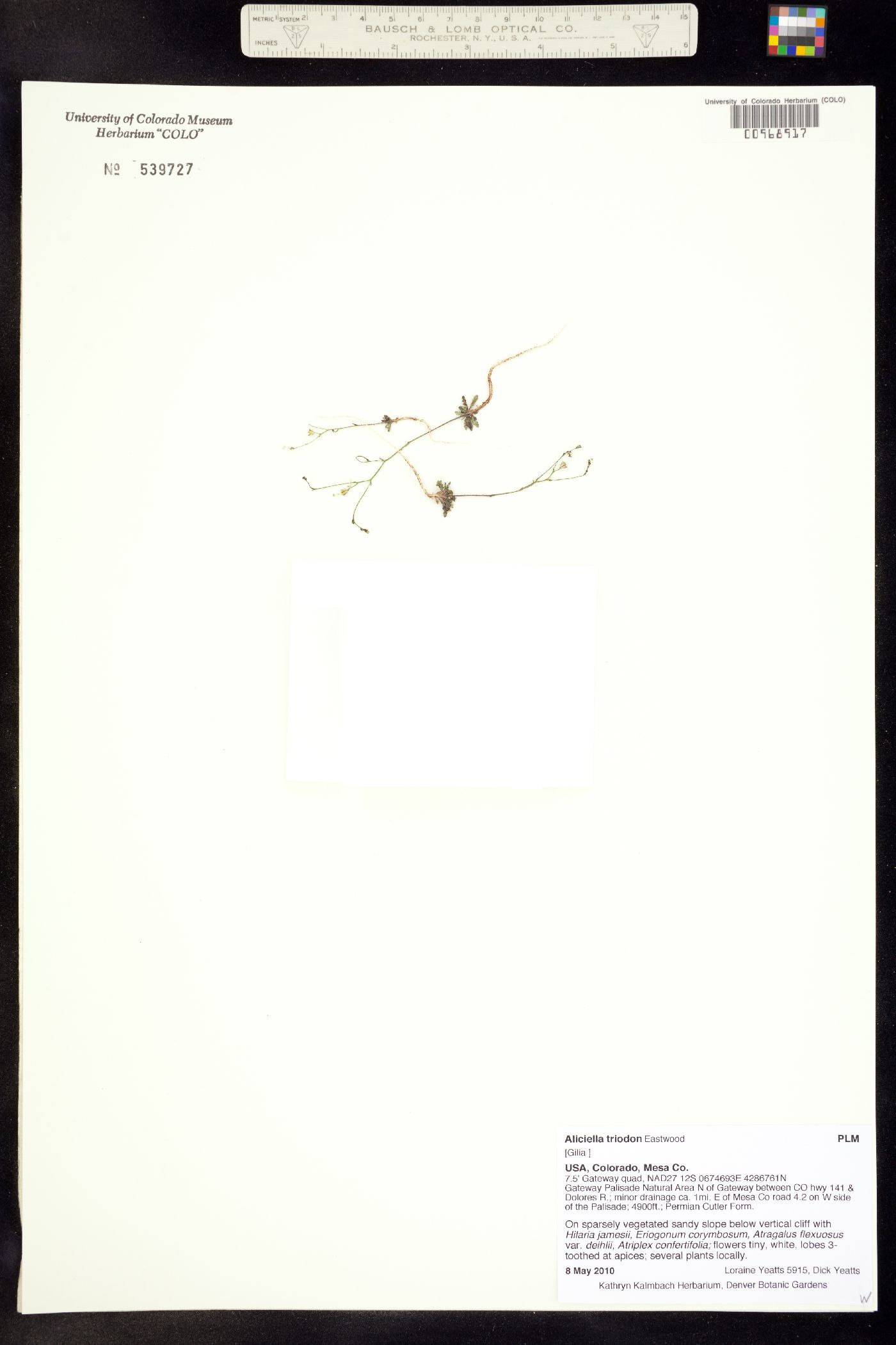 Aliciella triodon image