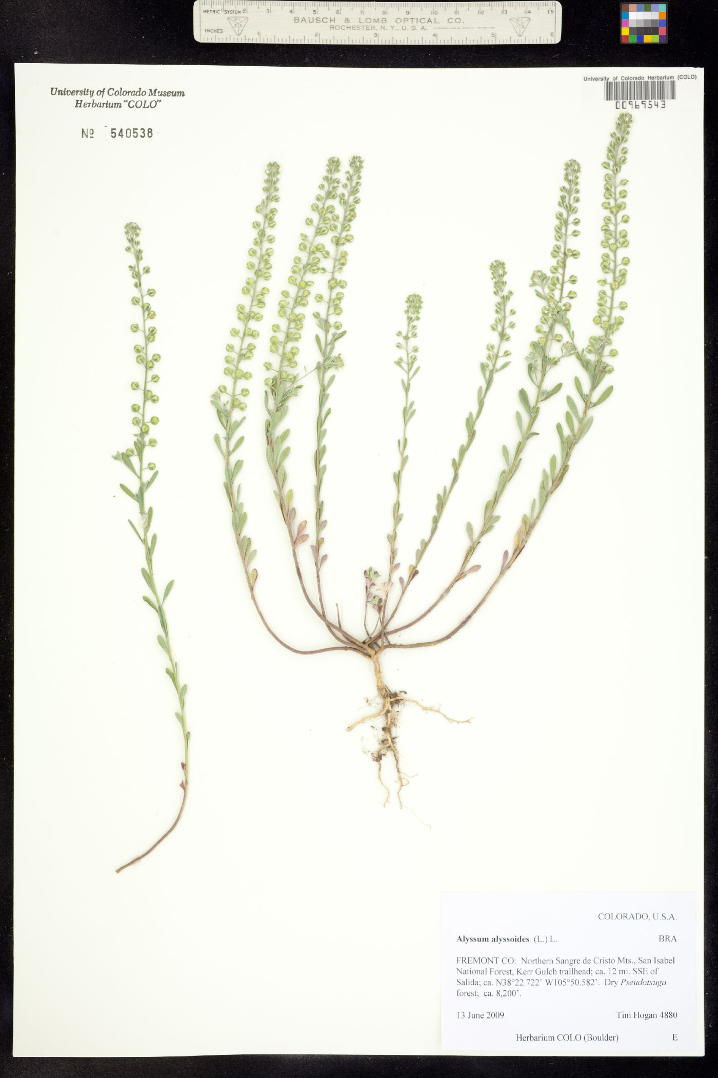 Alyssum alyssoides image