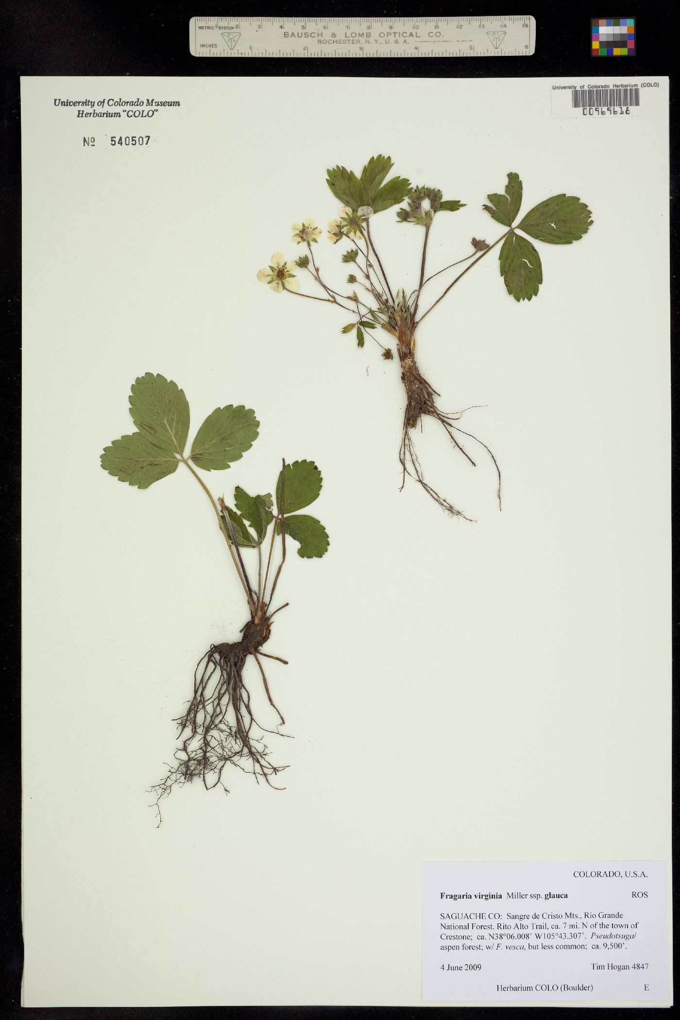 Fragaria virginiana ssp. glauca image