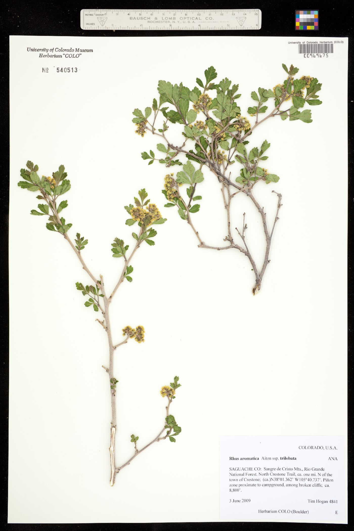 Rhus image