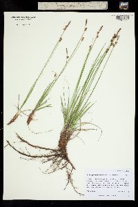 Carex inops ssp. heliophila image