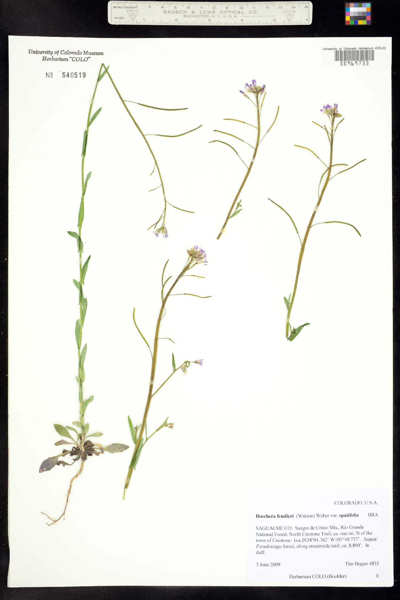 Boechera fendleri ssp. spatifolia image