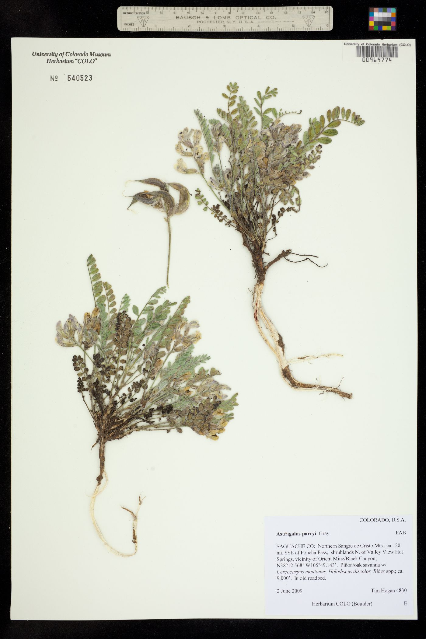 Astragalus parryi image