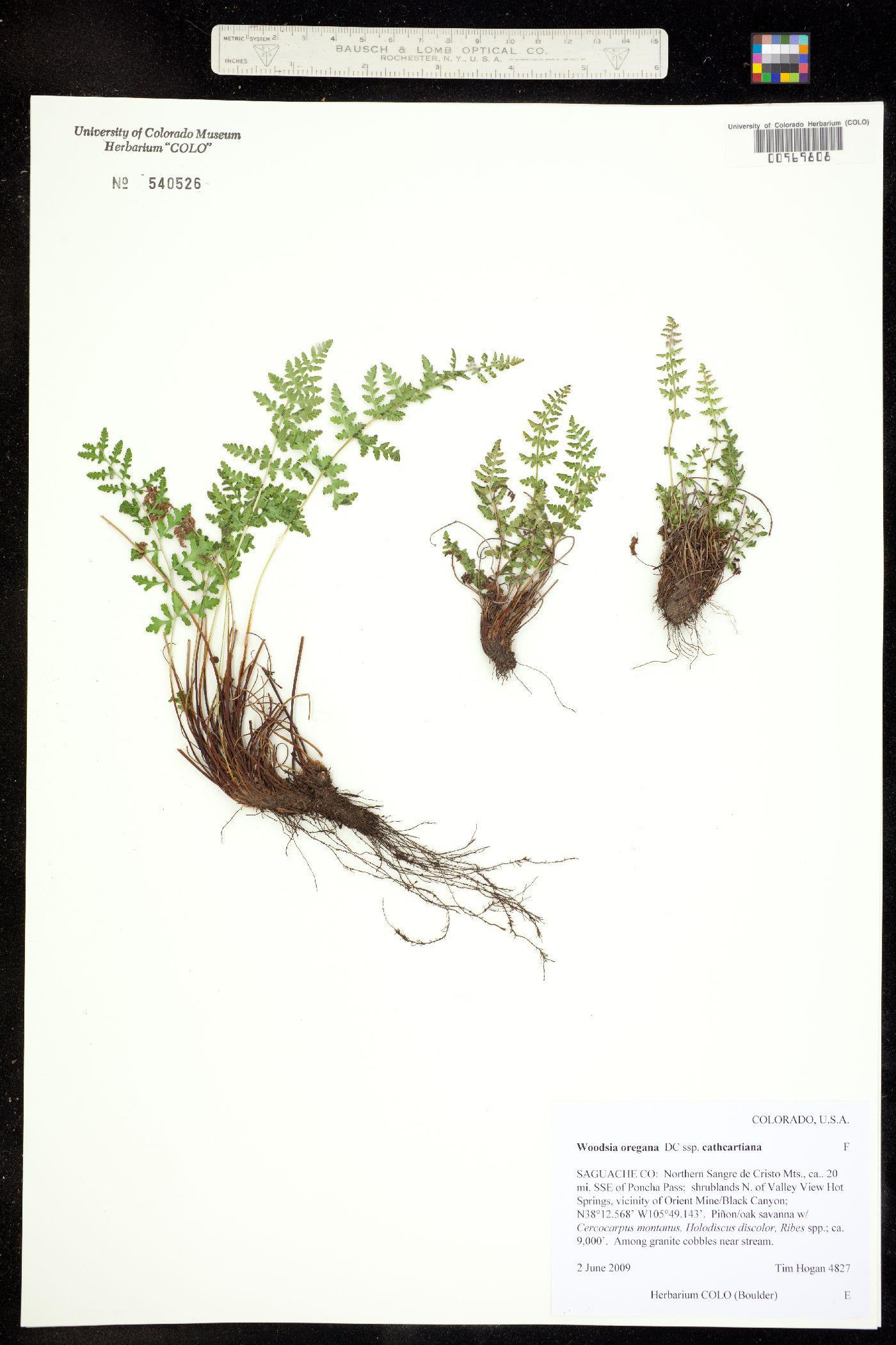 Woodsia oregana ssp. cathcartiana image