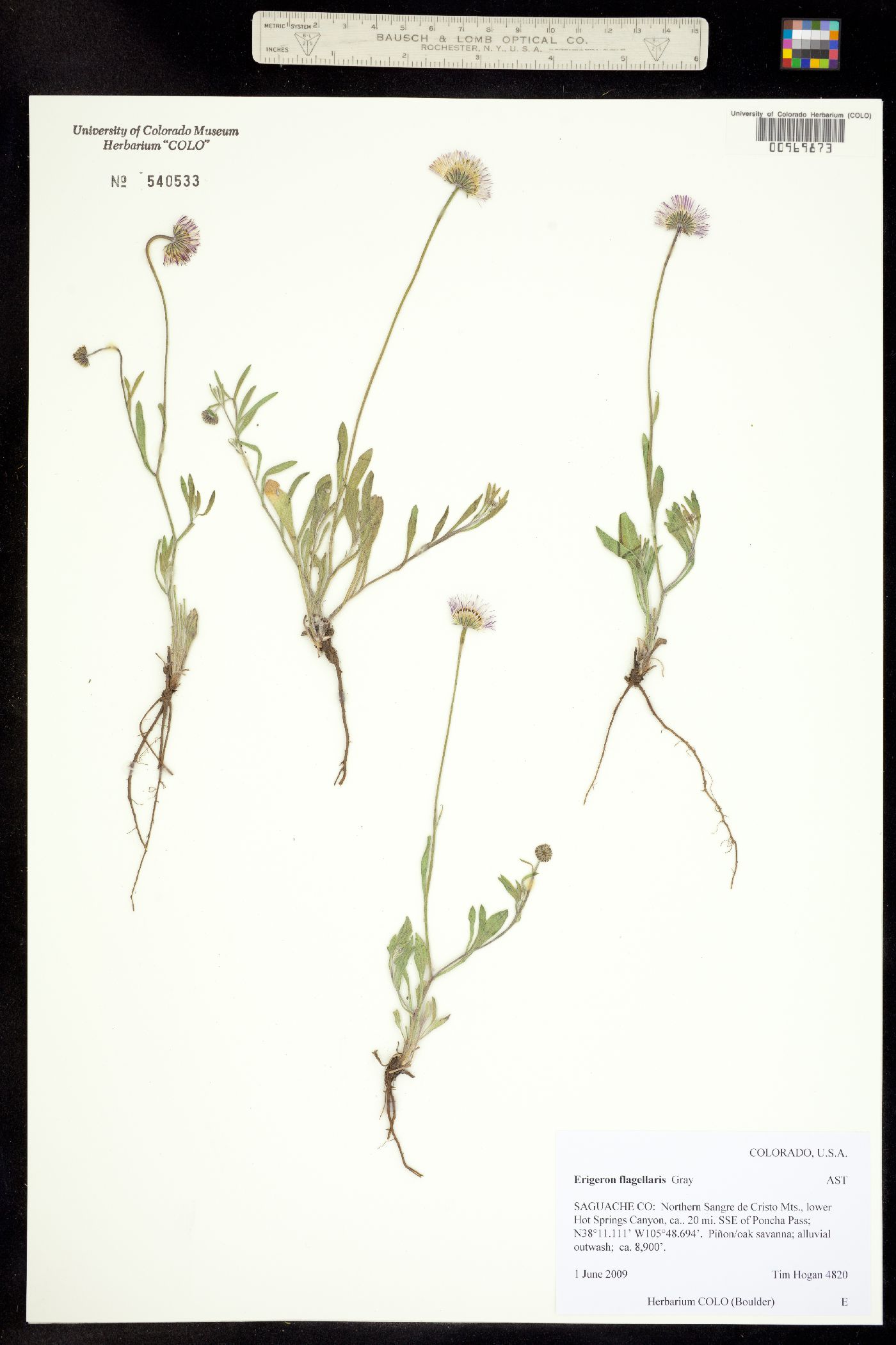Erigeron flagellaris image