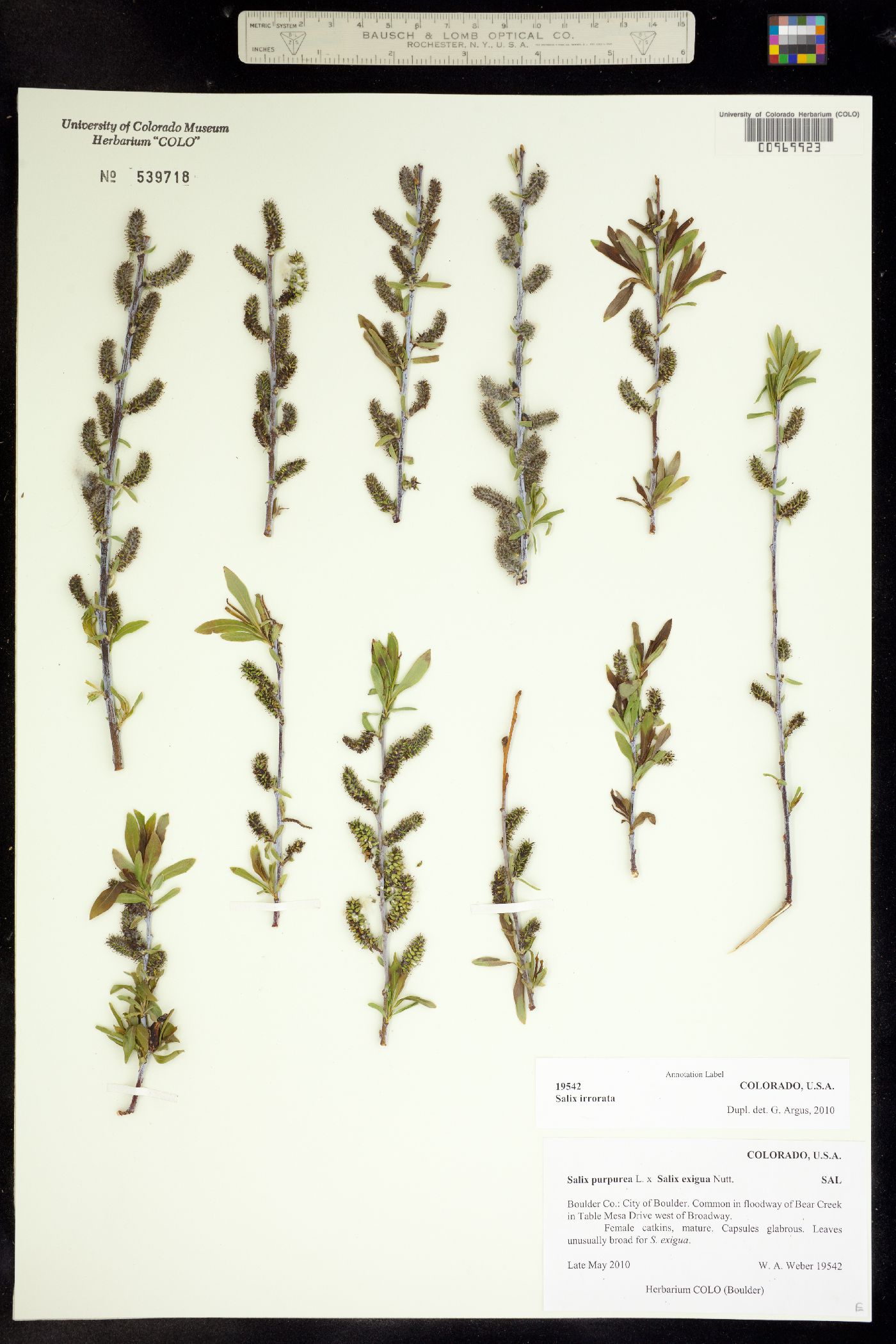 Salix irrorata image