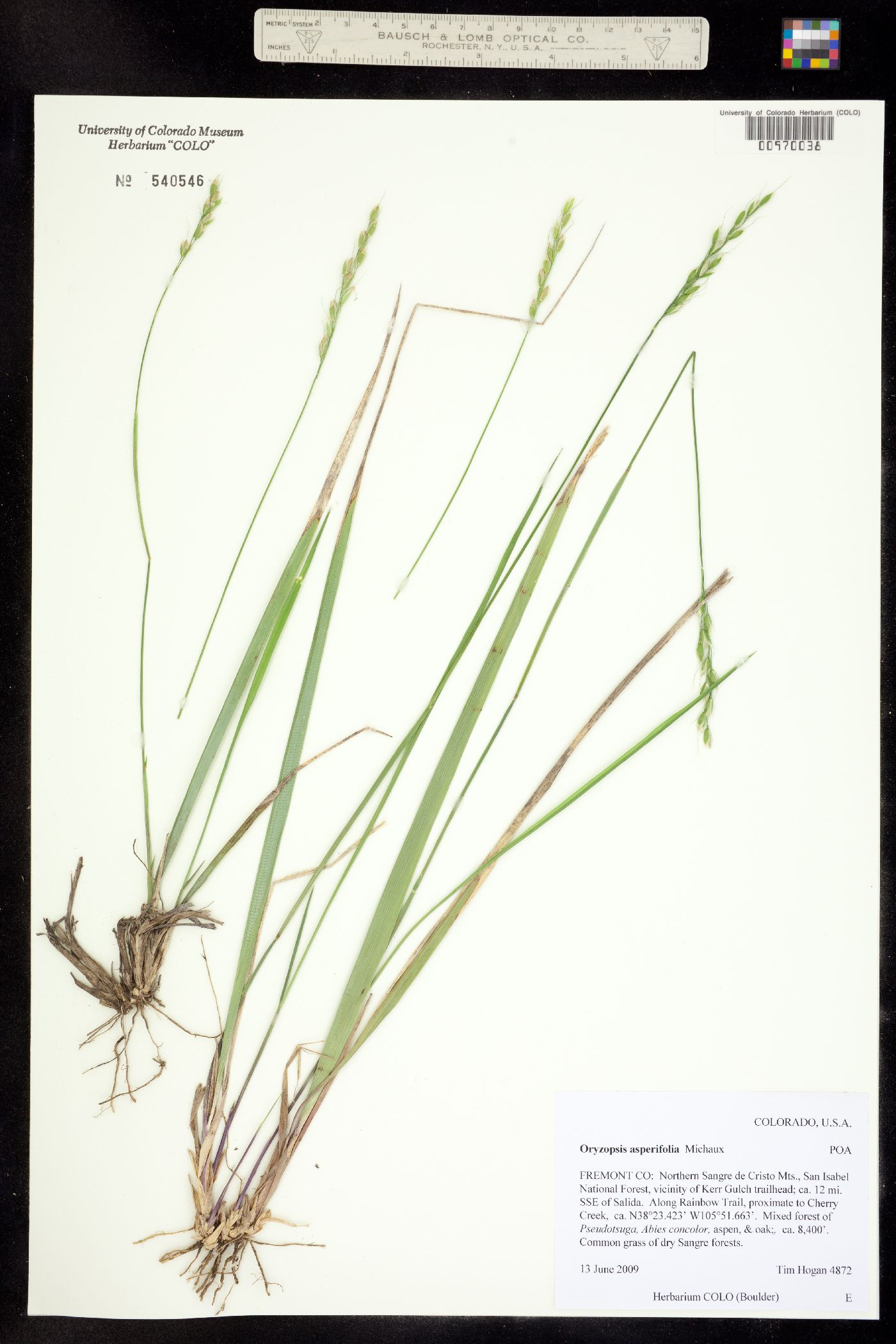 Oryzopsis asperifolia image