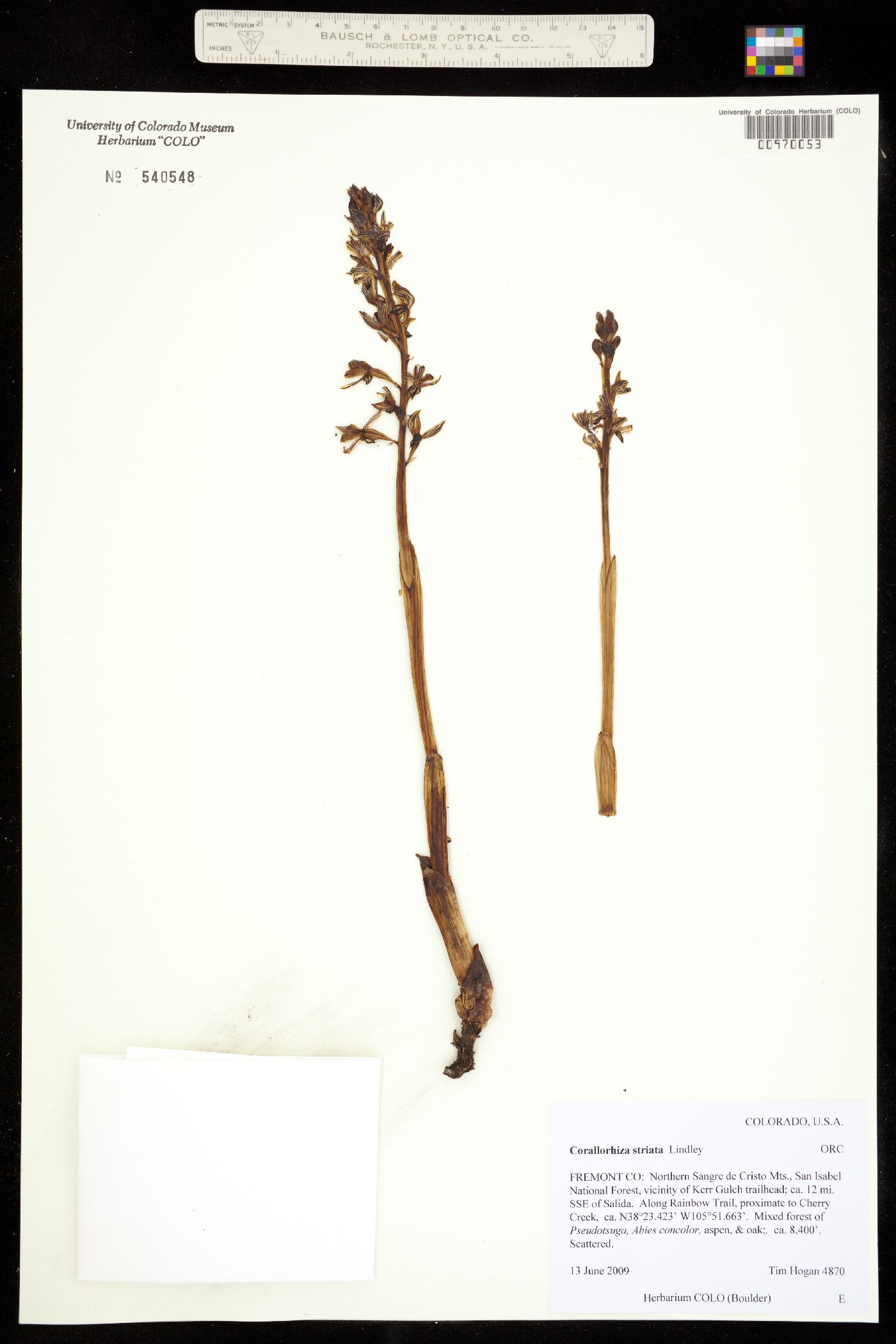 Corallorhiza striata image