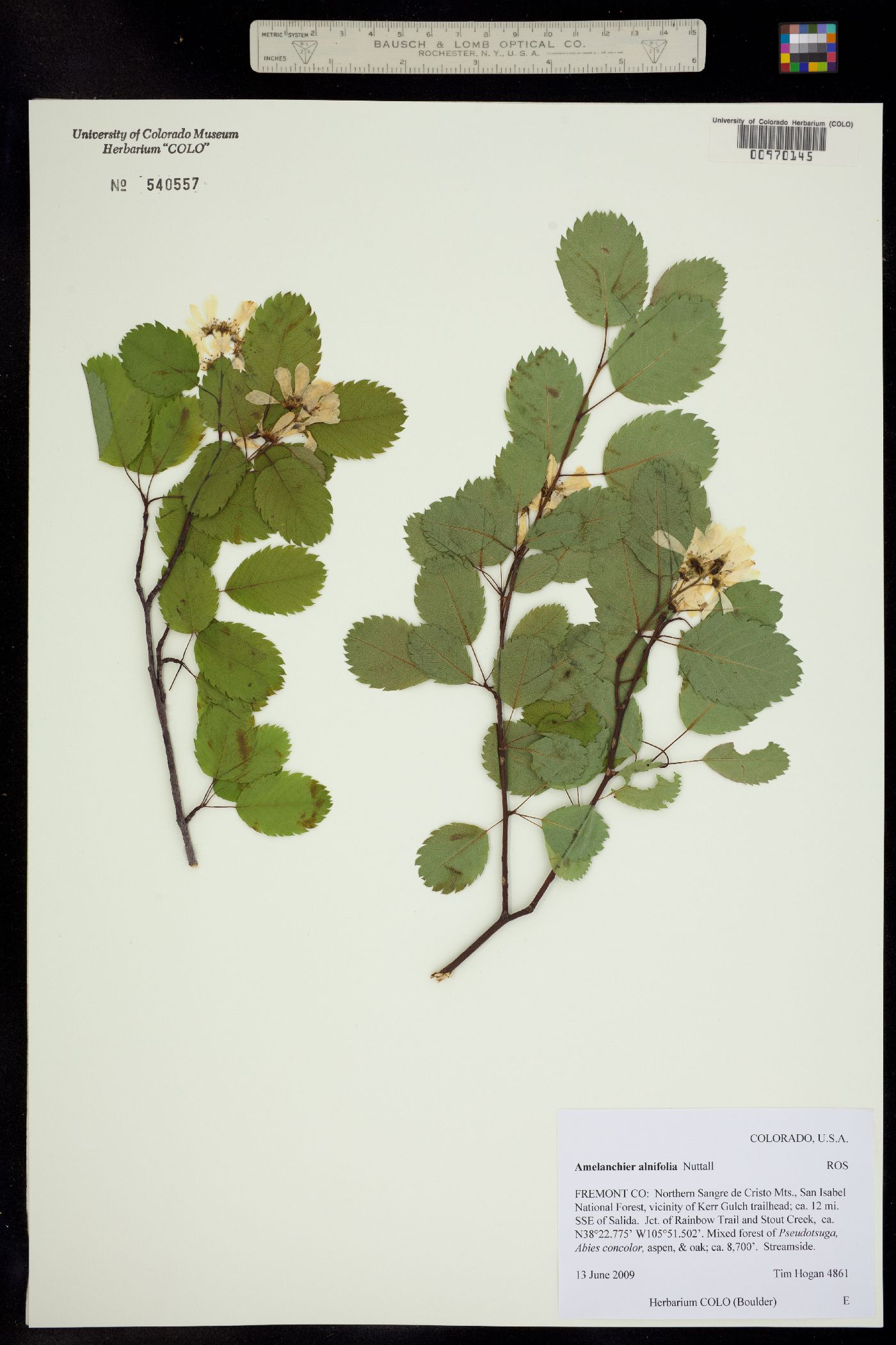 Amelanchier alnifolia image