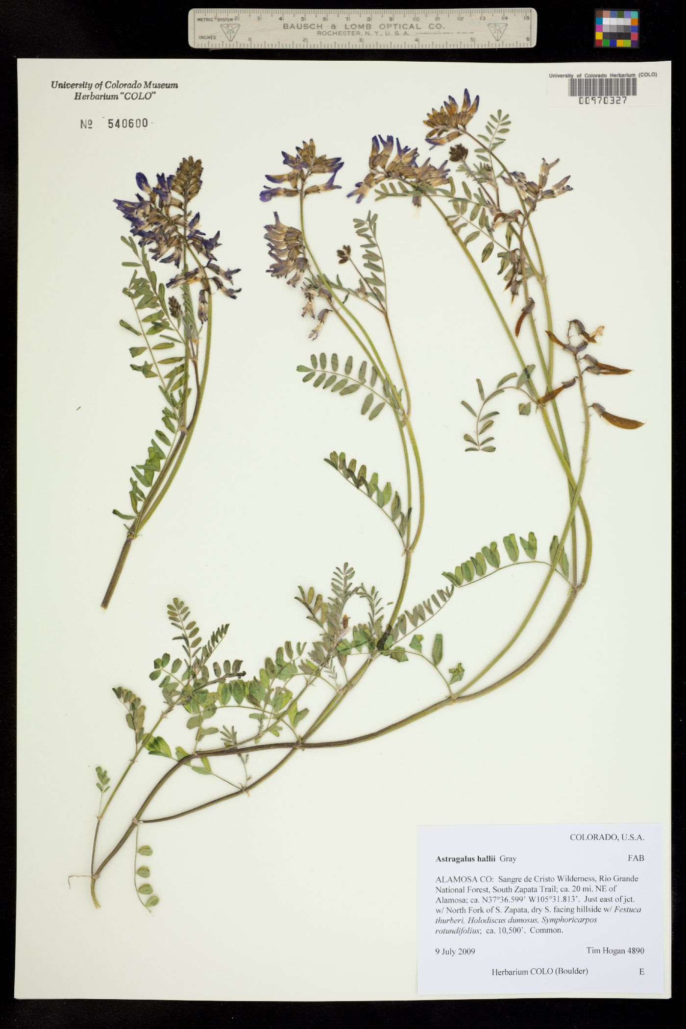 Astragalus hallii image