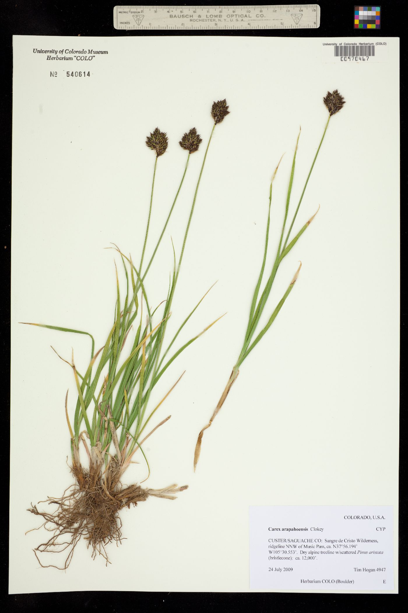 Carex arapahoensis image