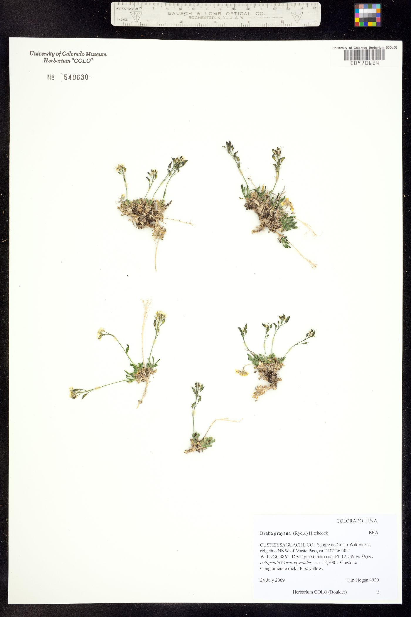 Draba grayana image