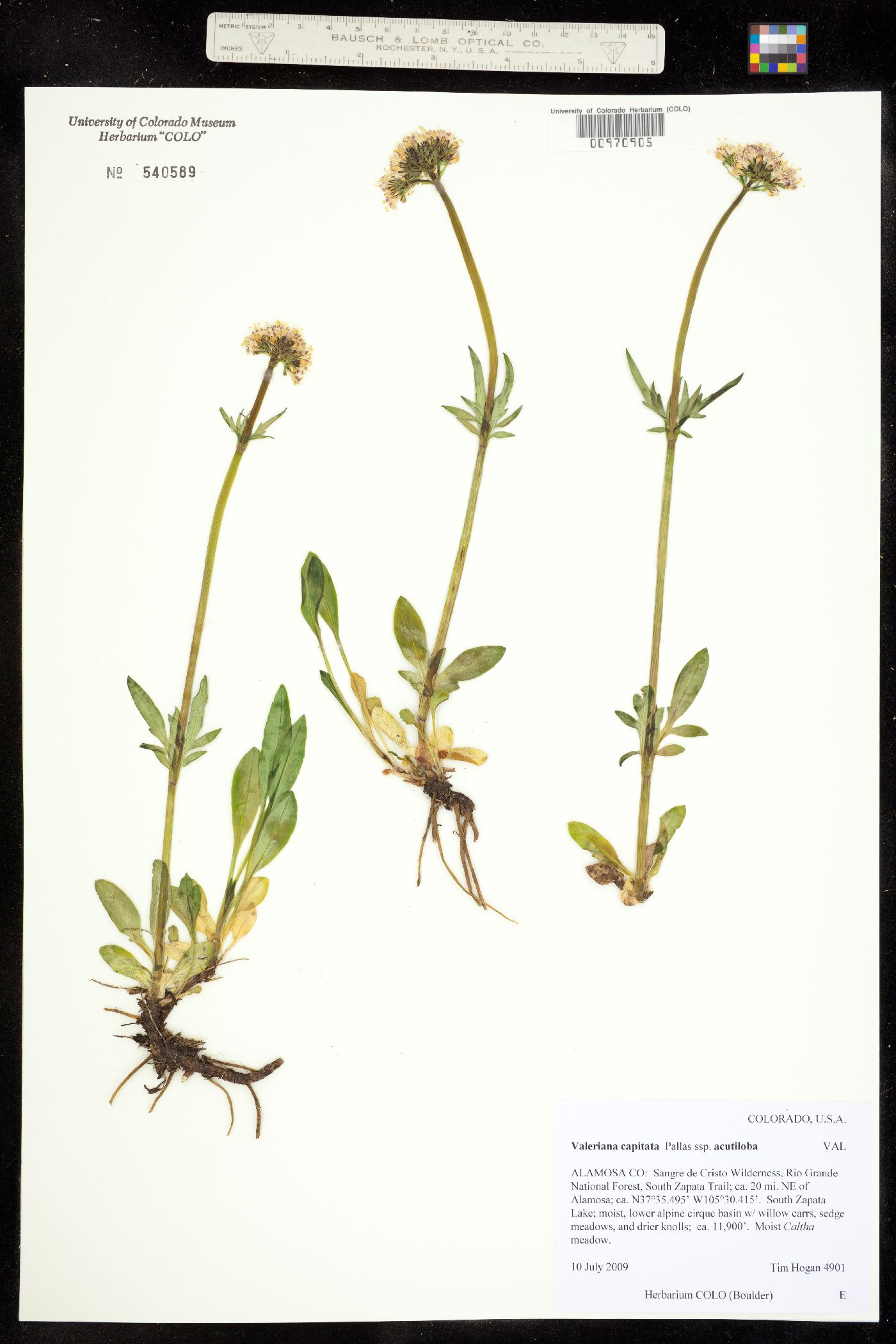 Valeriana acutiloba image