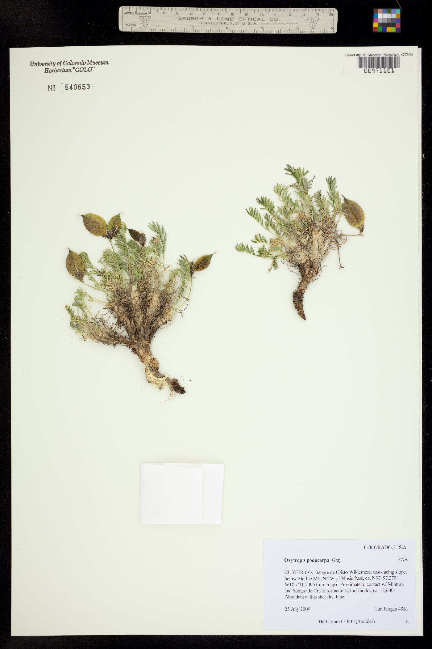 Oxytropis podocarpa image