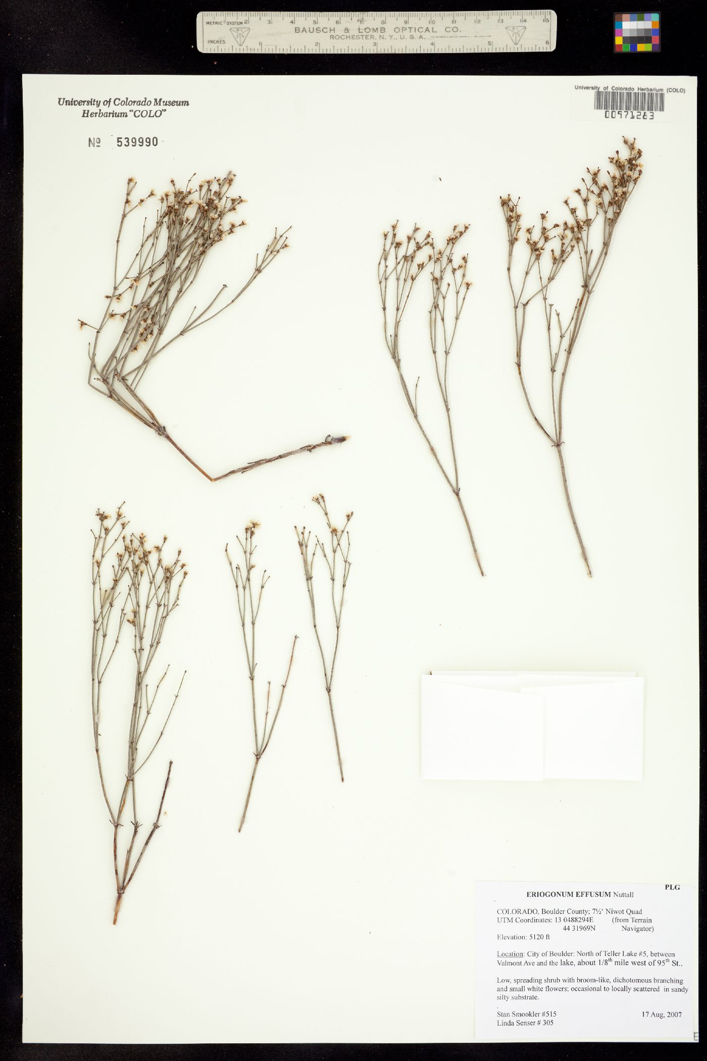 Eriogonum effusum image