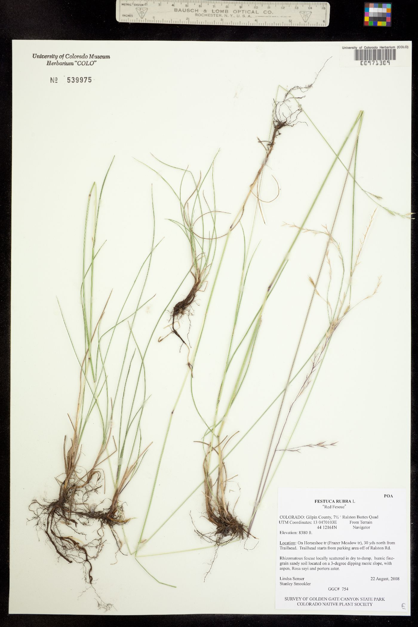 Festuca rubra image