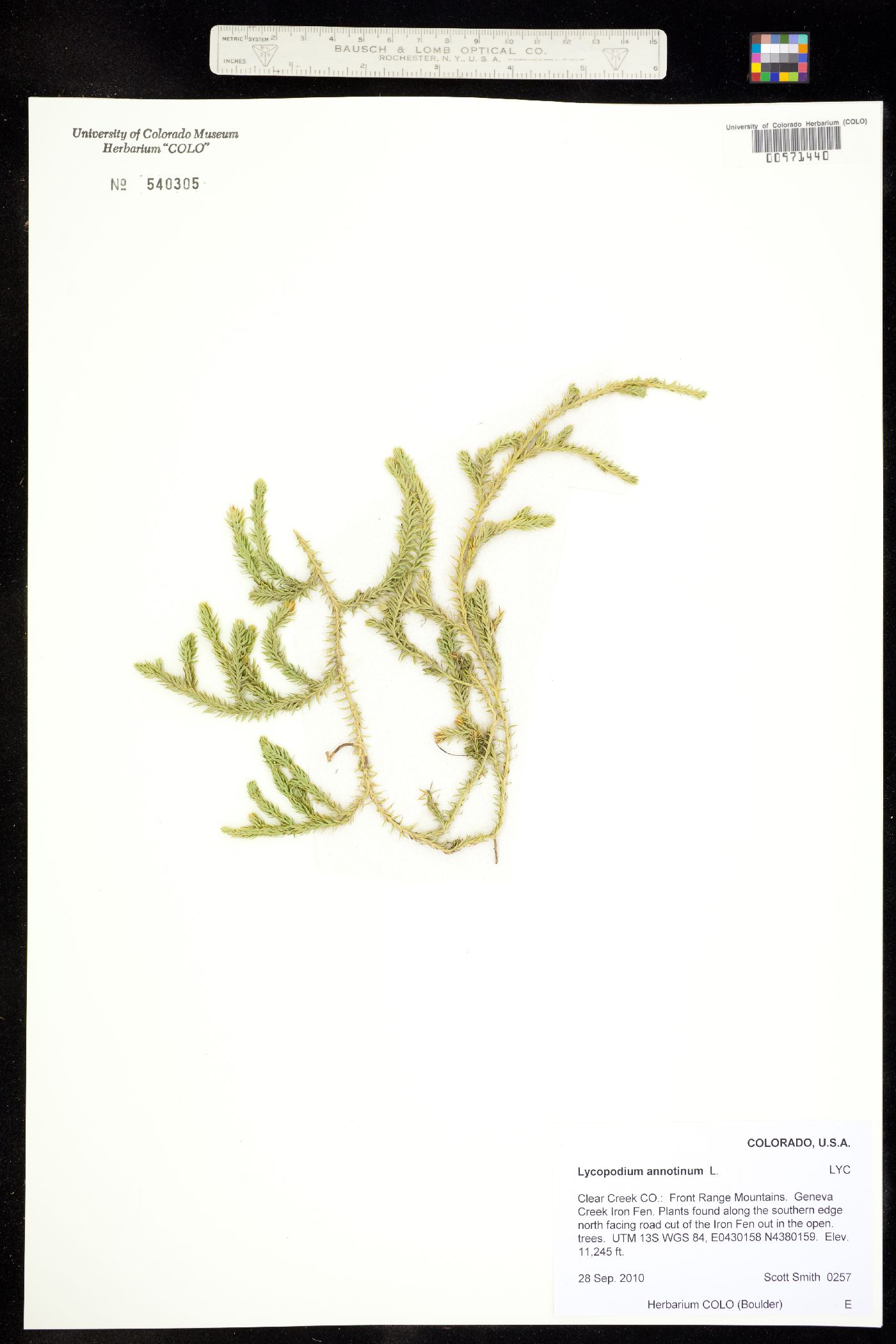 Lycopodium annotinum image