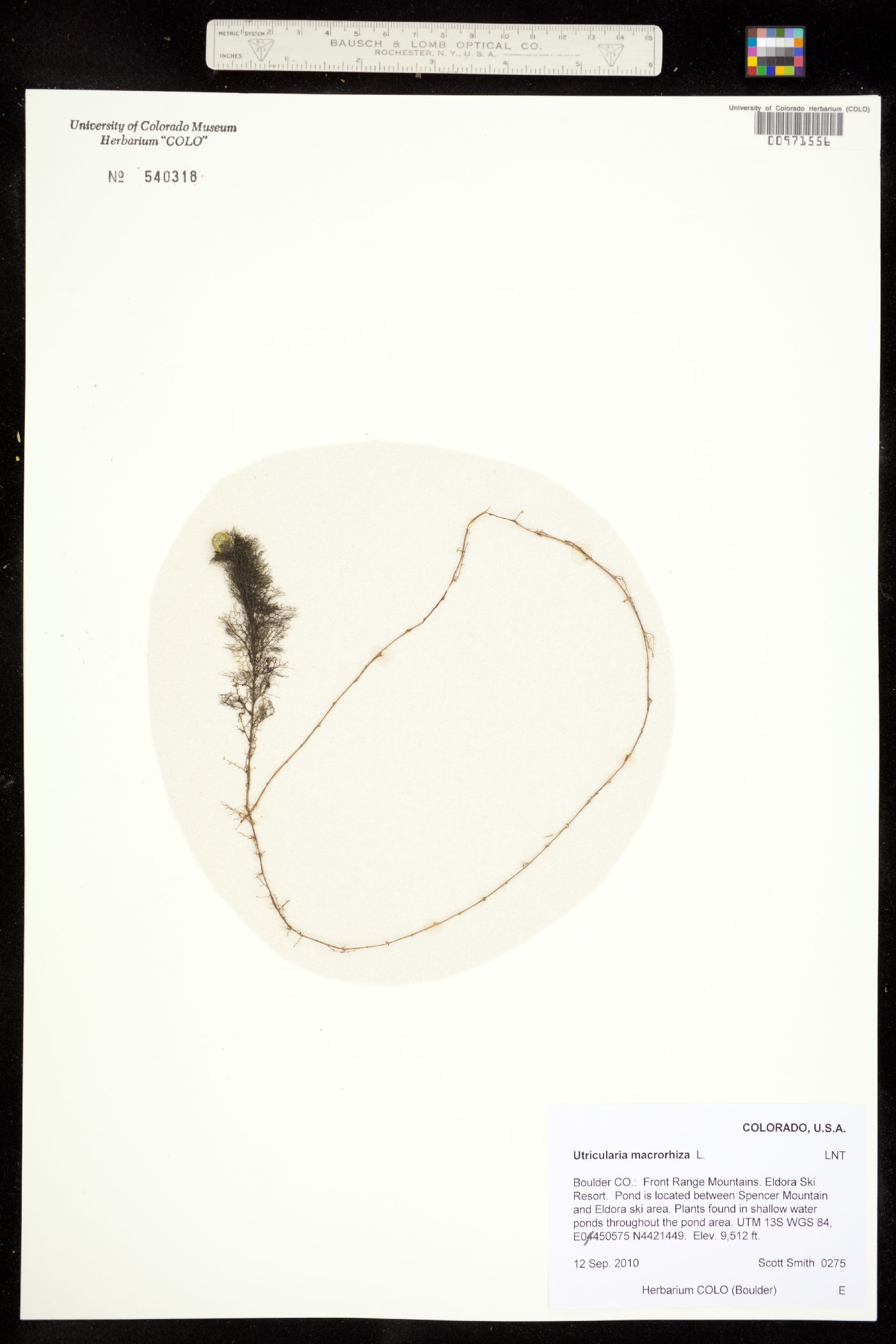 Utricularia vulgaris image