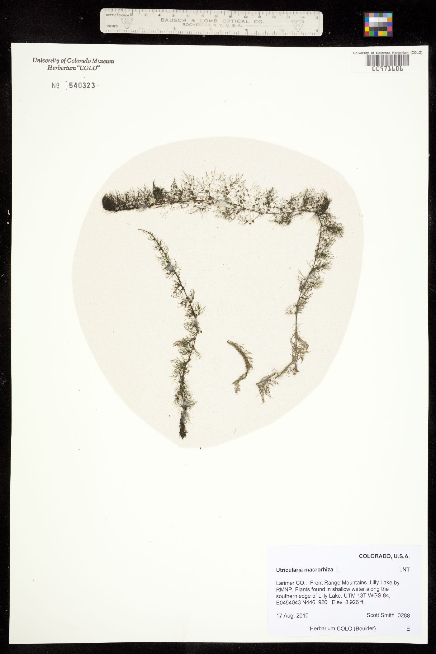 Utricularia vulgaris ssp. macrorhiza image