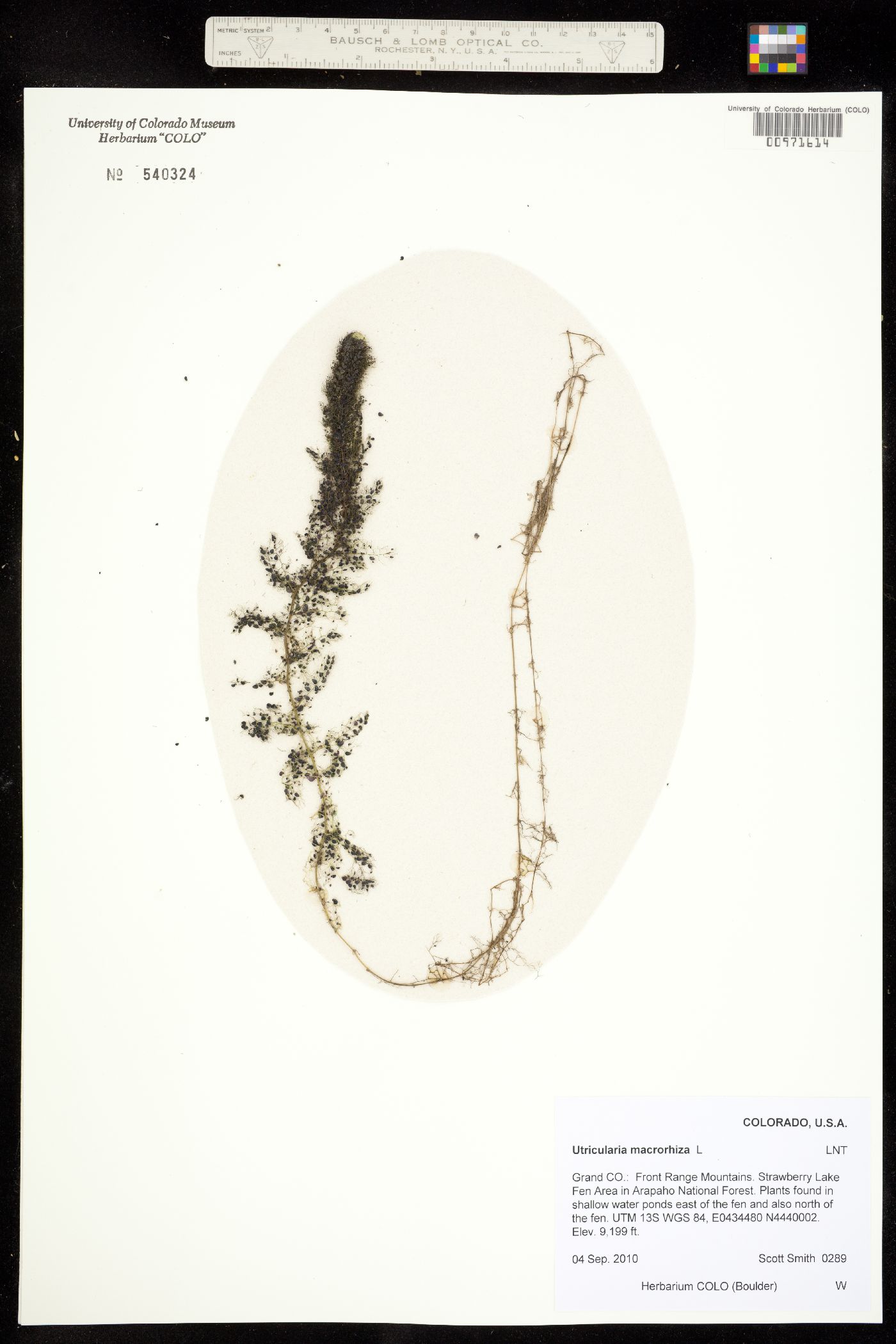 Utricularia image