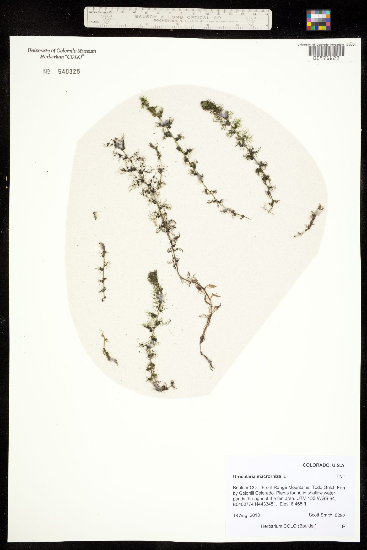 Utricularia vulgaris image