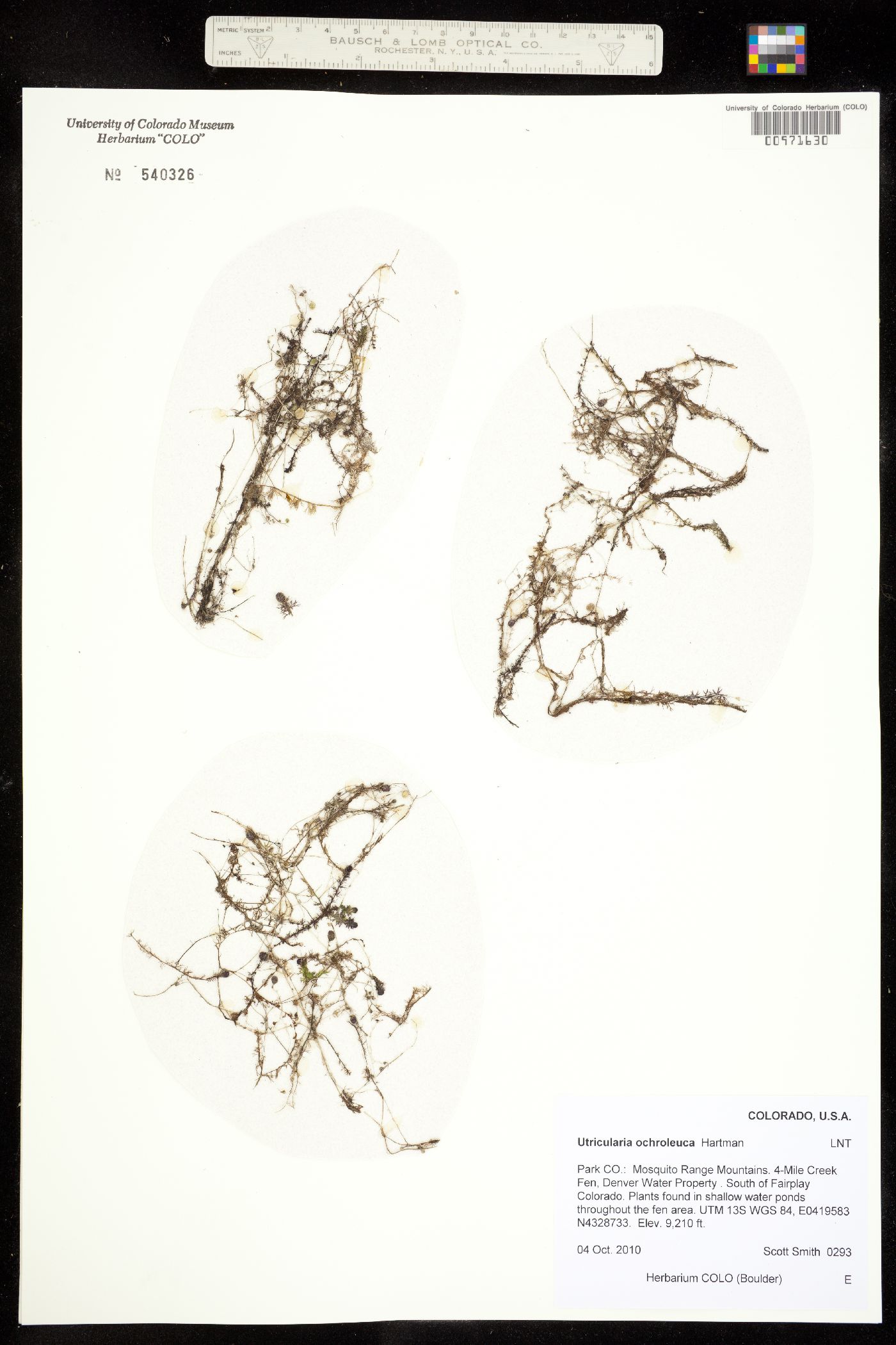 Utricularia ochroleuca image