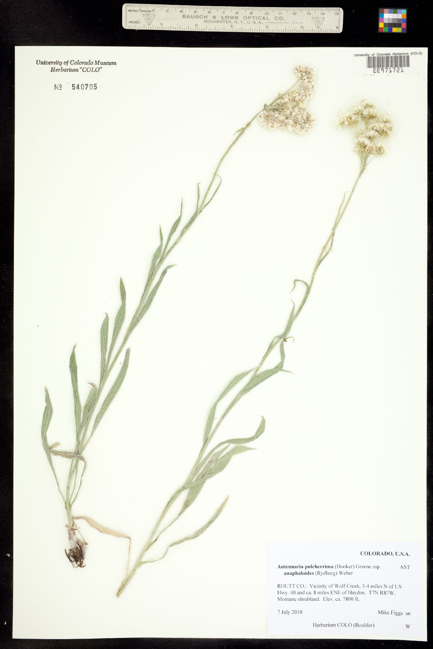 Antennaria pulcherrima image