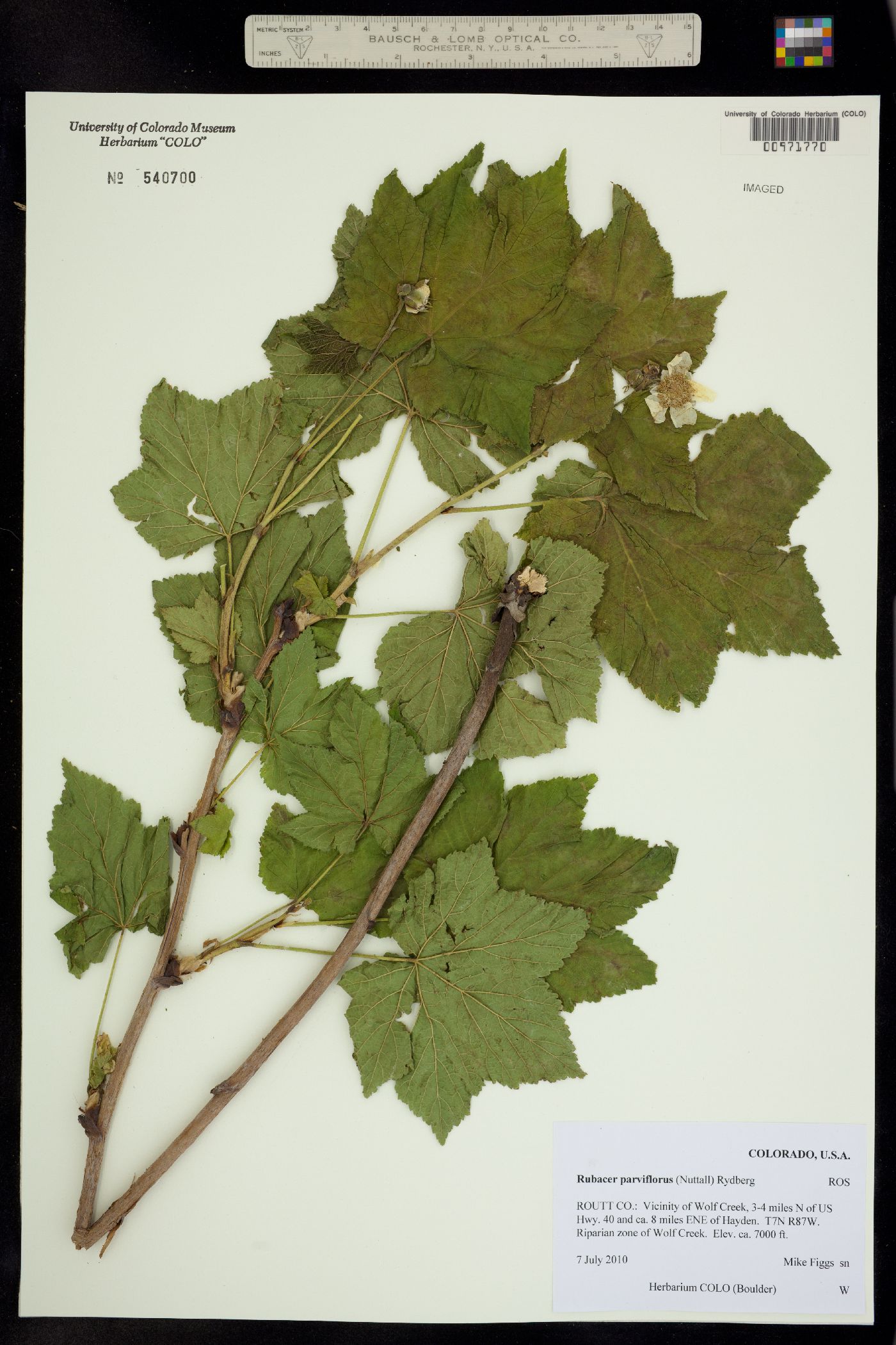 Rubus image