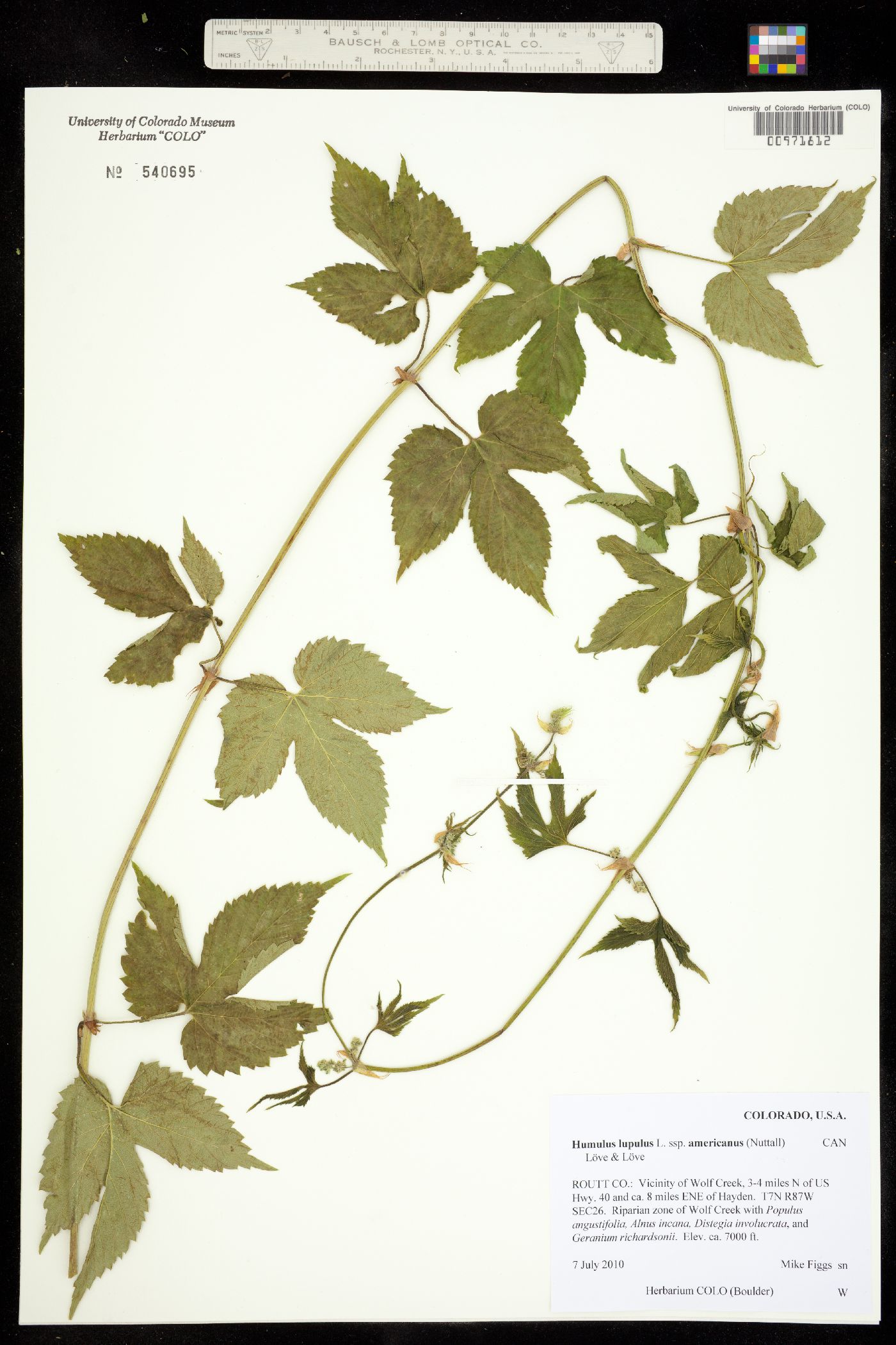 Humulus lupulus var. lupuloides image