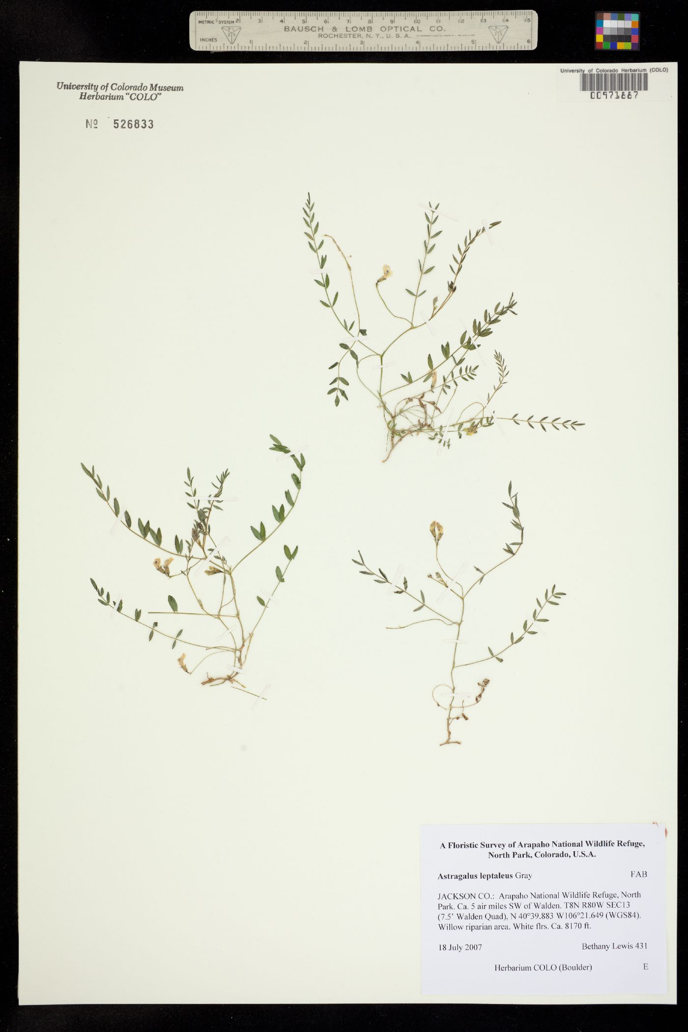 Astragalus leptaleus image