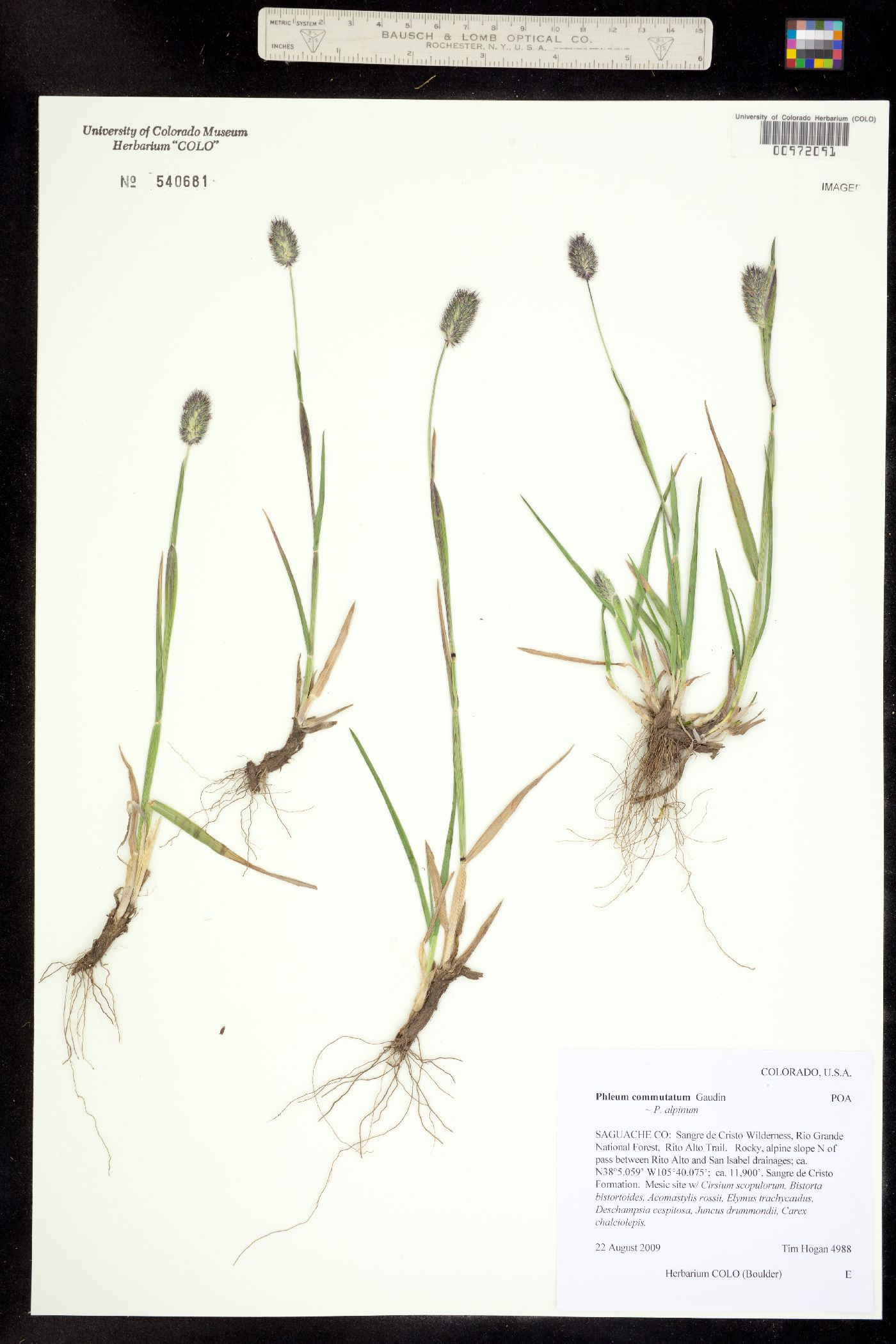 Phleum alpinum image