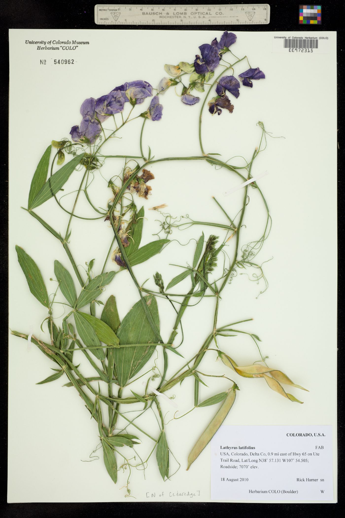 Lathyrus latifolius image
