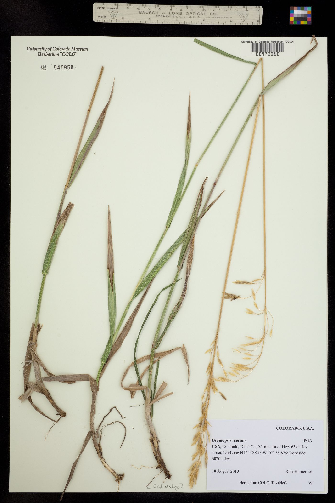 Bromus inermis image