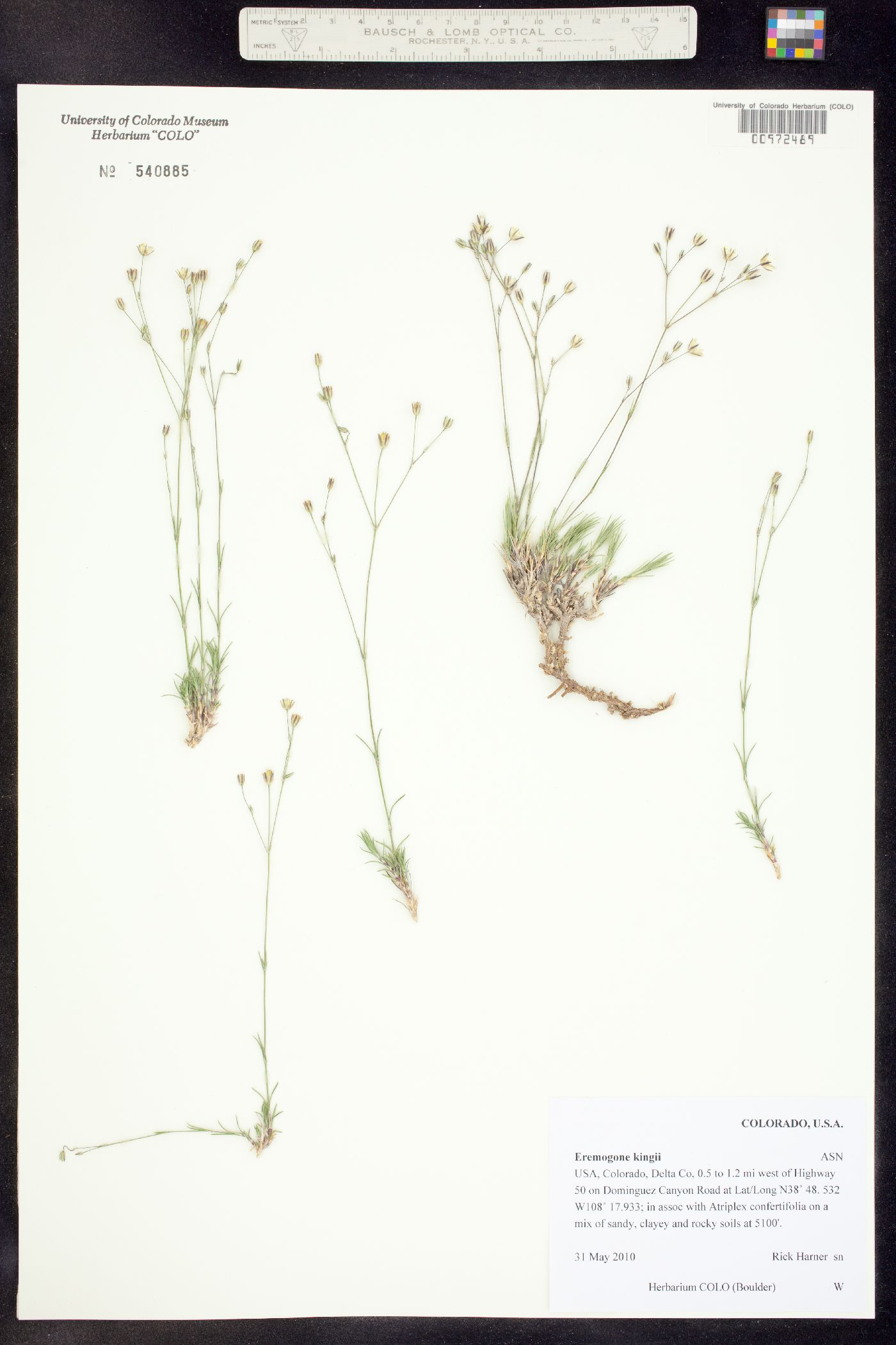 Eremogone kingii subsp. uintahensis image