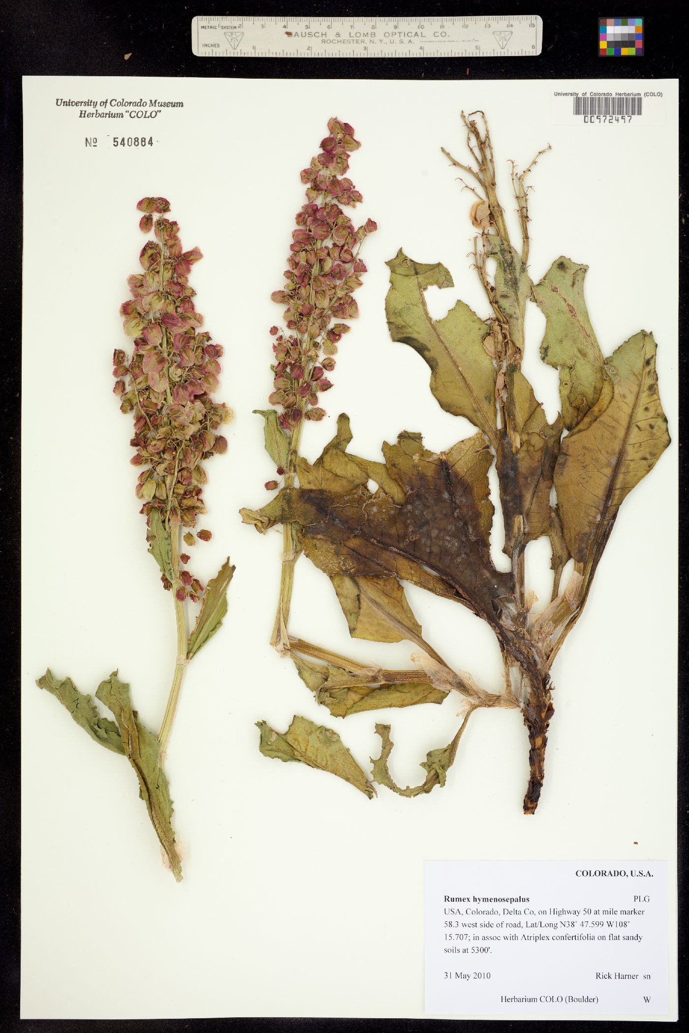 Rumex hymenosepalus image