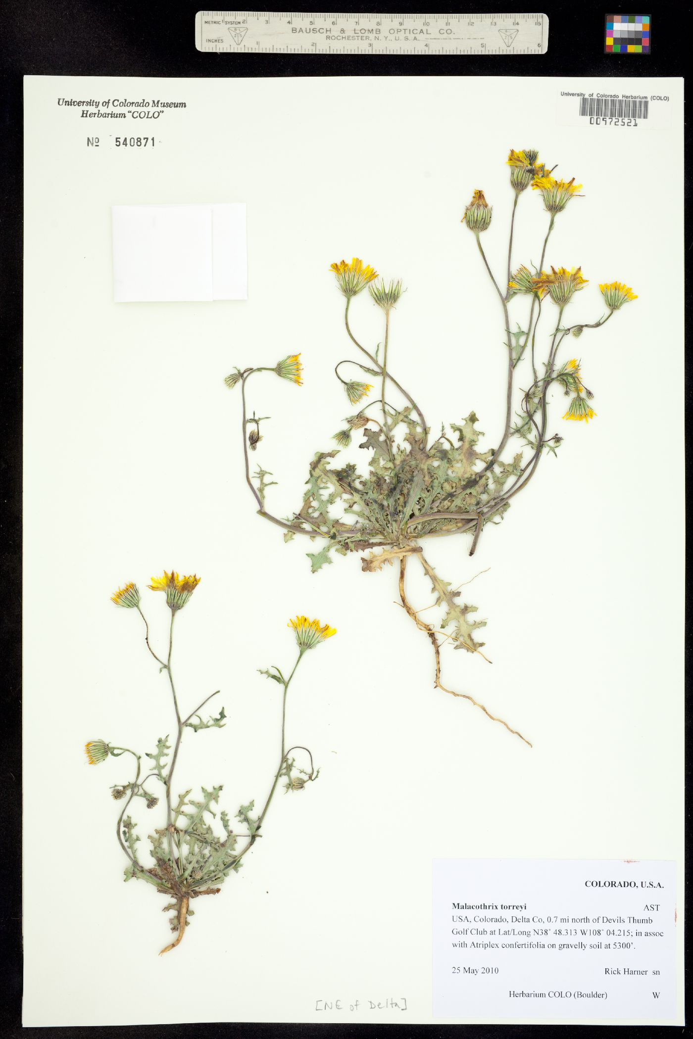 Malacothrix torreyi image