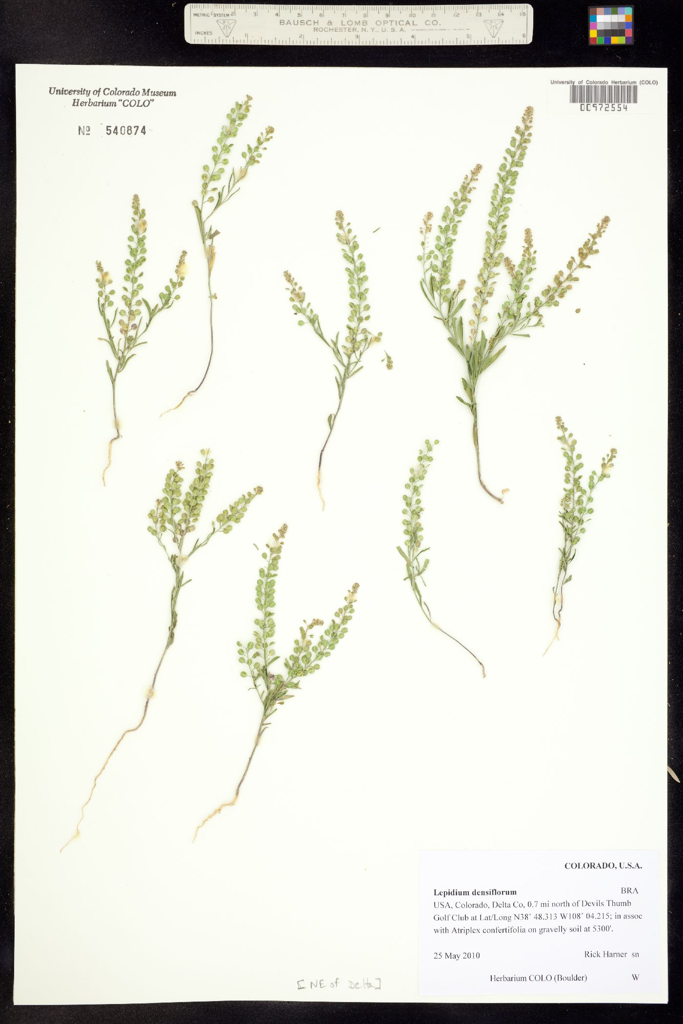 Lepidium densiflorum image